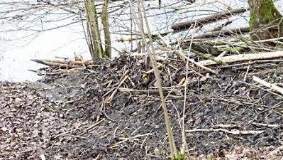 Die Biber-Burg am Sittenbach. Seitlich ist sie mit Schlamm abgedichtet nach oben ist sie luftdurchlässig. Foto: Josef Hofbauer