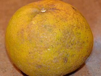 Von außen keine Schönheit, dafür aber lecker: Ugli, eine Kreuzung aus Grapefruit und Mandarine. Foto: Dagmar Besand