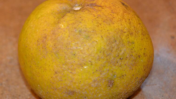 Von außen keine Schönheit, dafür aber lecker: Ugli, eine Kreuzung aus Grapefruit und Mandarine. Foto: Dagmar Besand