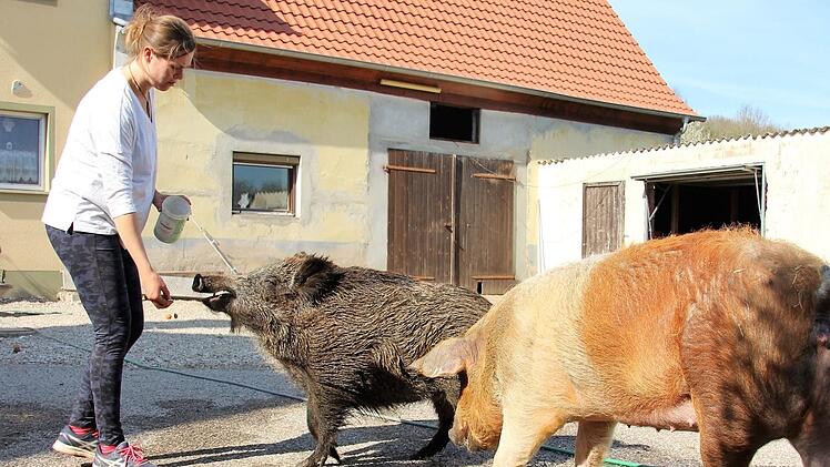 Selina hat Rosalie liebevoll aufgezogen - die Bindung wird das ganze Leben über halten. Hausschwein Renate liebt die junge Frau aber auch. Fuchs