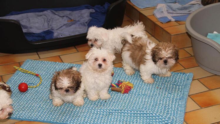 Diese Spitz-Welpen aus einem illegalen Transport aus der Slowakei zählen immer noch zu den Sorgenkindern des Lichtenfelser Tierheims. Foto: Gerda Völk