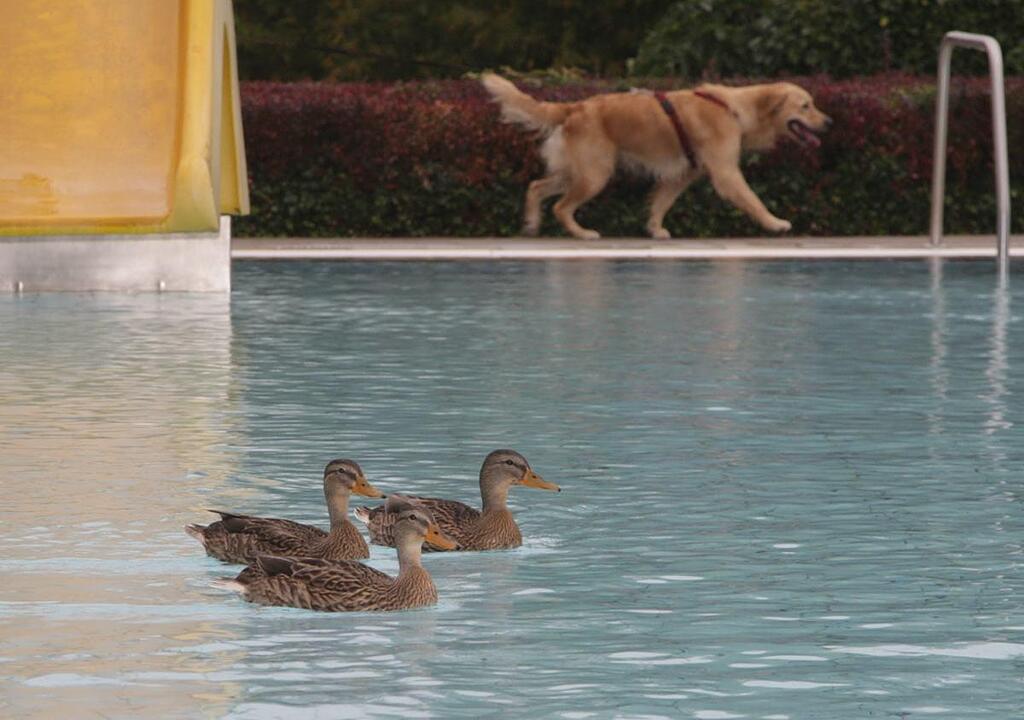 Hundeschwimmen im Kitzinger Freibad