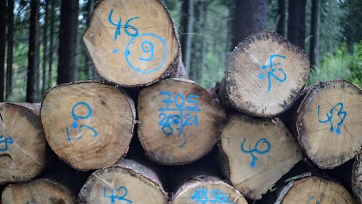 Durchnummeriert und gepunktet: Einen weiteren Dialekt der Waldsprache findet der Wanderer auf liegenden B&auml;umen.