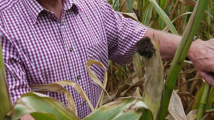 Geht noch: Gerhard Ehrlich hofft, dass die Maiskolben noch größer werden.