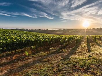 Beste Weinregionen Deutschlands: 4 rheinland-pfälzische Regionen belegen Spitzenpositionen Beste Weinregionen Deutschlands: 4 rheinland-pfälzische Regionen belegen Spitzenpositionen