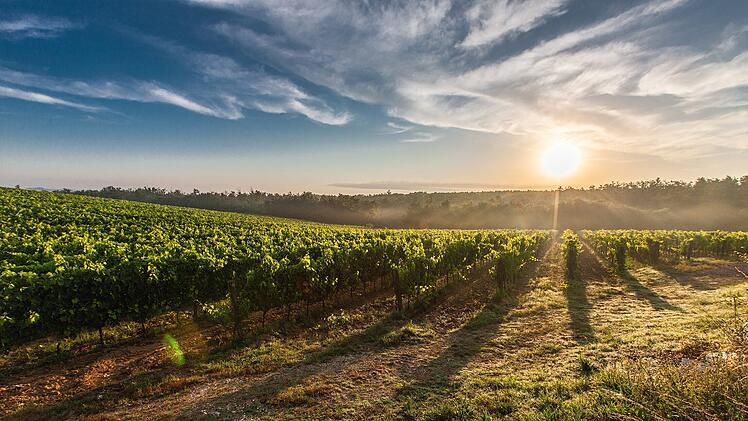 Beste Weinregionen Deutschlands: 4 rheinland-pf&auml;lzische Regionen belegen Spitzenpositionen