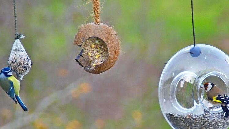 Blaumeise und Stieglitz (Vogel des Jahres 2016) haben Hunger. Während die Blaumeise am Meisenknödel pickt, ist der Stieglitz bei den Sonnenblumenkernen gelandet. Foto: Archiv/Kathrin Kupka-Hahn
