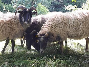 Da lebten die Tiere noch: Bei der Räumung des Anwesens fand der Vermieter insgesamt acht tote Schafe. Foto: privat