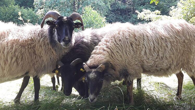 Da lebten die Tiere noch: Bei der Räumung des Anwesens fand der Vermieter insgesamt acht tote Schafe. Foto: privat