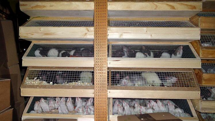 Die Tiere hatten im Transporter kaum Platz.  Foto: Verkehrspolizei Amberg/dpa