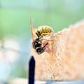 Wespen ernähren sich zu einem Großteil von anderen Insekten oder von Lebensmitteln. Foto: pixabay.com/Crazypitbull.