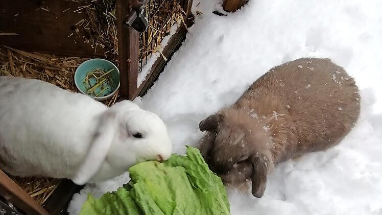 Diese beiden Zwergkaninchen, die in Vestenbergsgreuth leben, genießen ihr Frühstück. Die neun Monate alte Paula (r.) hatte noch nie Schnee gesehen und wollte unbedingt wissen, wie sich die weiße Pracht anfühlt, während der ältere Smartie lieber vom warmen Stall aus seinen Salat knabberte. Foto: Helena Frömel