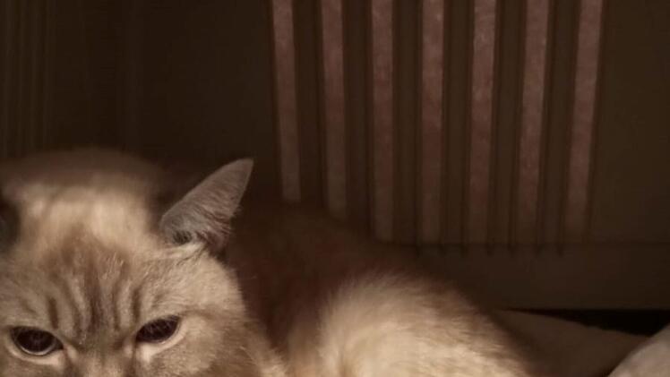 Tierheim Fürth: Junge Katzenmama mit Babys in Müllsack gefunden - "Vollkatastrophe"