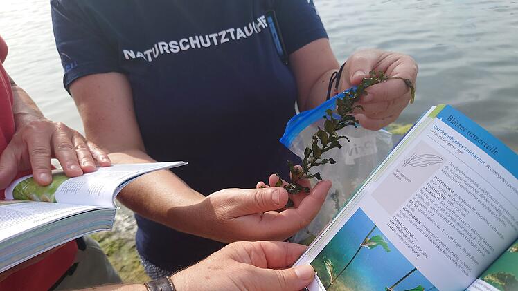 Breitengüßbach: Tauchen für den Naturschutz - Unterwasservegetation im See soll beobachtet werden