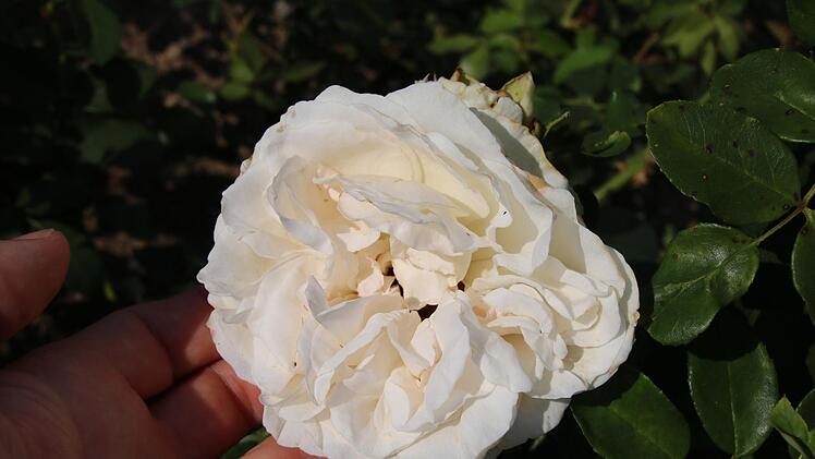 Die Kurgärtnerei hat bei allen Sorten auch die Züchter und das Zuchtjahr genannt: Bei der Sorte "Kosmos" ist es die die Gärtnerei "W. Kordes' Söhne" und das Jahr 2007. Die Beetrose zeichnet sich durch ihre dichte Blütenfülle aus und verbreitet mit ihren cremeweißen Blütenblättern eine harmonische Farbstimmung im Norden des Rosengartens. Foto: Ralf Ruppert