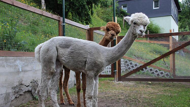 Ein bisschen schüchtern sind Alberta (vorne) und Piara (hinten) noch. Die Fotokamera fanden sie trotzdem interessant.  Fotos: Franziska Rieger