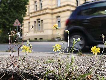 Am Straßenrand setzt sich die Natur noch durch. Doch die Stadt drohe ihre Klima-Ziele zu verfehlen, warnt die Forchheimer Klima-Allianz. Foto: Ronald Heck