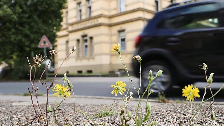 Am Straßenrand setzt sich die Natur noch durch. Doch die Stadt drohe ihre Klima-Ziele zu verfehlen, warnt die Forchheimer Klima-Allianz. Foto: Ronald Heck