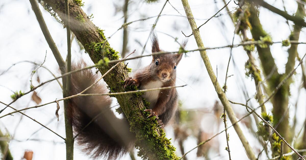 Stiftung-Winter-setzt-Wildtieren-zu-Mensch-kann-helfen