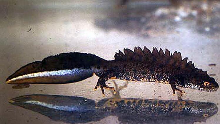 Foto: Stephan Neumann