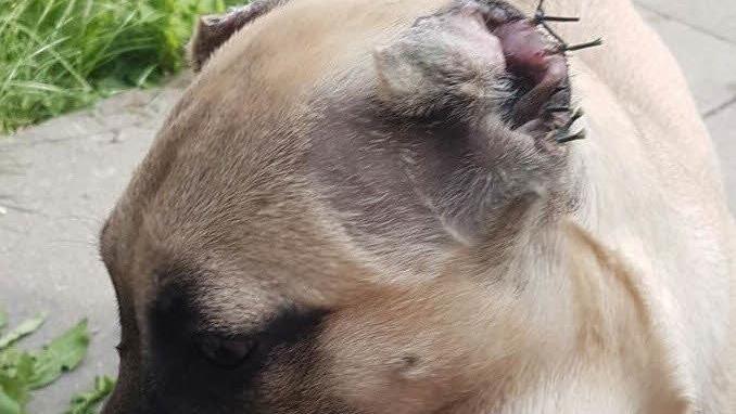 Illegaler Welpentransport bei Schwaig gestoppt Foto: Tierheim Hersbruck