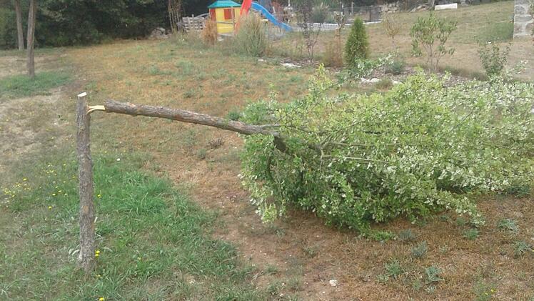 Kein schöner Anblick - auf dem Zapfendorfer  Spielplatz Am Bergacker war dieser Baum abgesägt worden. Foto: Gemeinde Zapfendorf