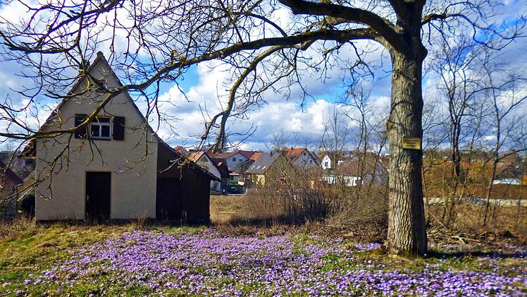 In Höchstadt blühen die Krokusse. Foto: Friedrich Lechner
