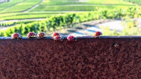 Marienk&auml;fer: Invasion an der sch&ouml;nsten Weinsicht Frankens