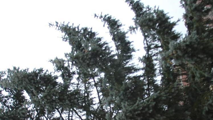 Foto: Niklas Schmitt