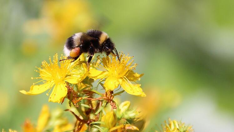 Emsige Sammlerin: eine Hummel auf Johanniskraut-Blüten.