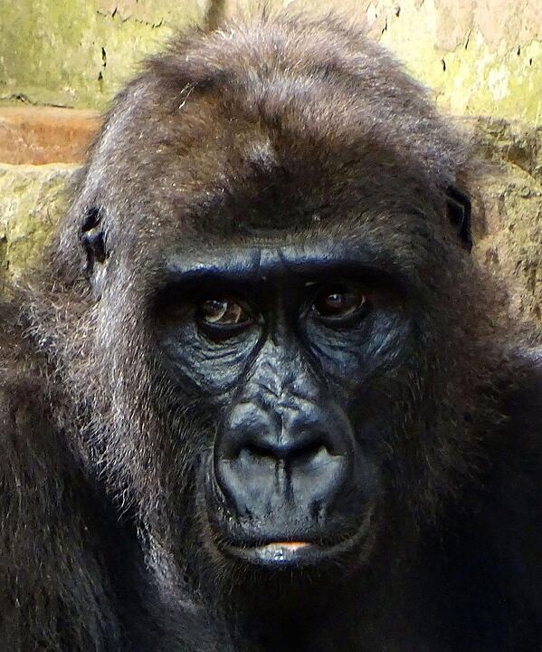 Tiergarten Nürnberg