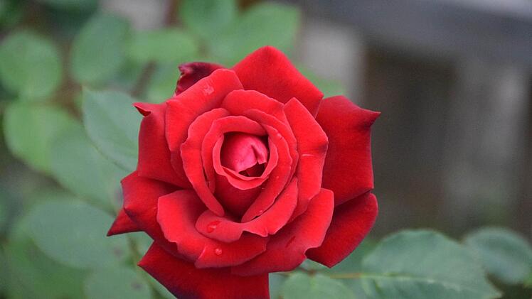 Eine der wunderschönen Rosen  Foto: Ronald Rinklef