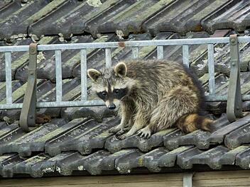 Markus Melzer hatte das seltene Glück, einen Waschbären bei Tageslicht zu fotografieren. Die Bilder entstanden an einem Gebäude im Staatsbad Bad Brückenau. Foto: Markus Melzner