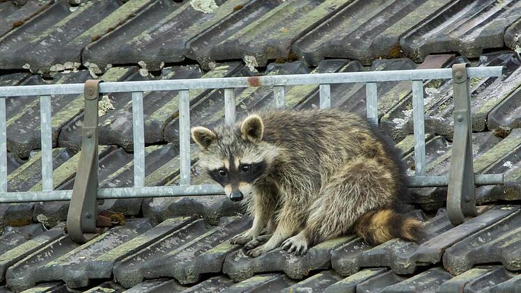 Markus Melzer hatte das seltene Glück, einen Waschbären bei Tageslicht zu fotografieren. Die Bilder entstanden an einem Gebäude im Staatsbad Bad Brückenau. Foto: Markus Melzner