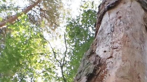 Die Rinde ist ab, der Baum ist tot.