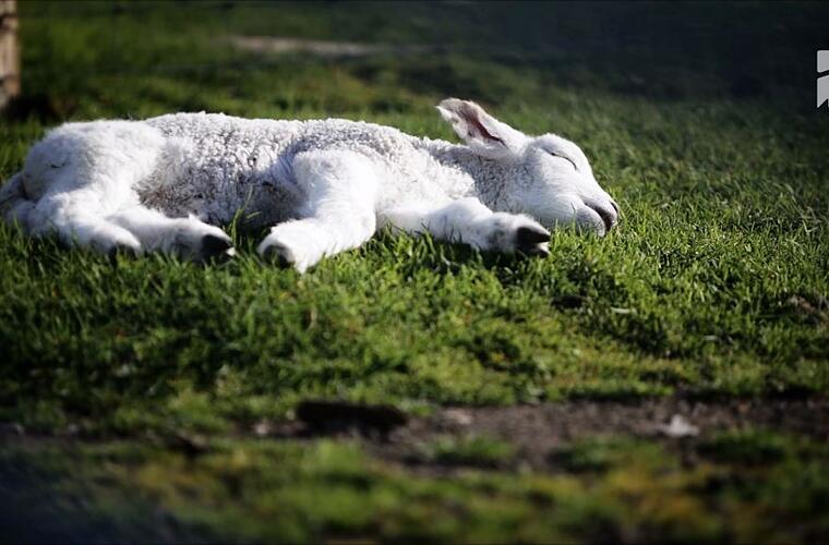 Bauer hat jahrelang Sex mit Tieren - Im Krankenhaus kommt sein Geheimnis ans Licht->