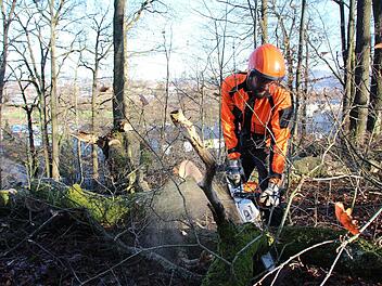 Forstarbeiter Benaja Roth zersägt einen der dicken Äste im Bärenholz. Ein Teil des Totholzes werden die Arbeiter dort liegen lassen, denn es bietet in der kalten Jahreszeit allerlei Insekten und Tieren Unterschlupf. Foto: Ulrike Nauer