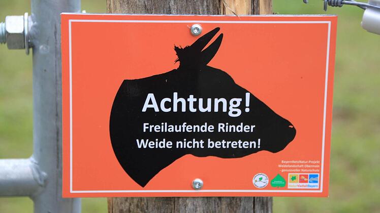 Für den Menschen ist die Maininsel bei Unterbrunn gesperrt - nur Rinder sowie Wildtiere haben hier Zutritt. Foto: Matthias Einwag