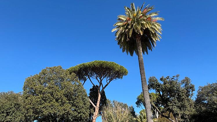 Pinienb&auml;ume in Rom