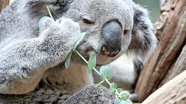 KINA - Frisches Futter f&uuml;r Oobi-Ooobi