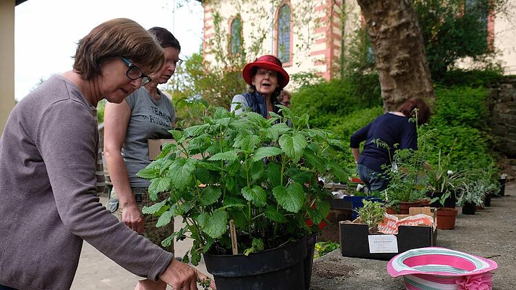 Blumen-, Gemüse- und Zierpflanzen konnten bei der Börse des Obst- und Gartenbauvereins getauscht werden. Gerd Schaar