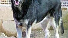 Cora wird gesucht.  Foto: privat