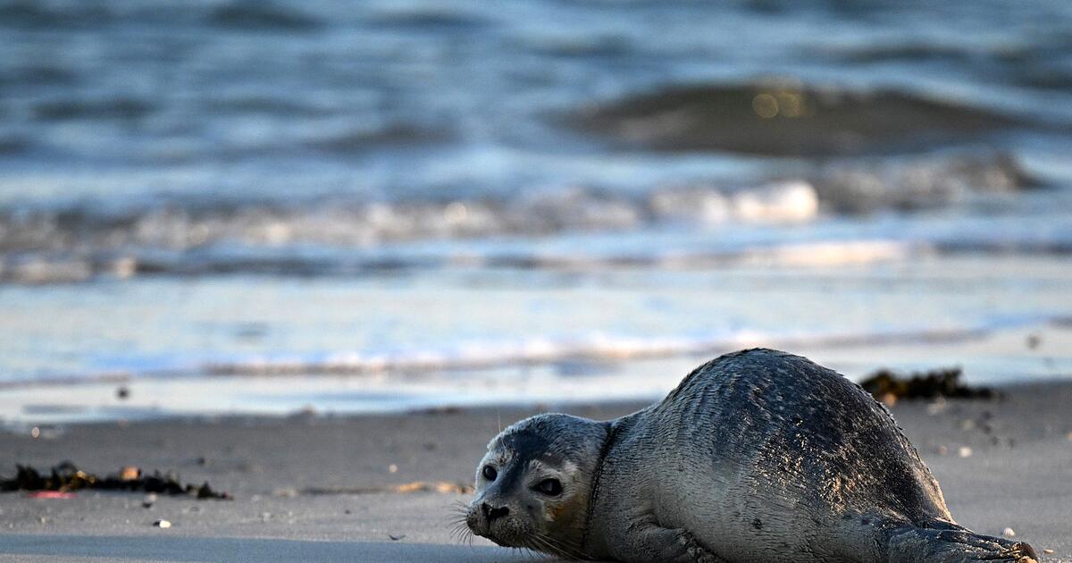 Studie-Viele-junge-Seehunde-im-Wattenmeer