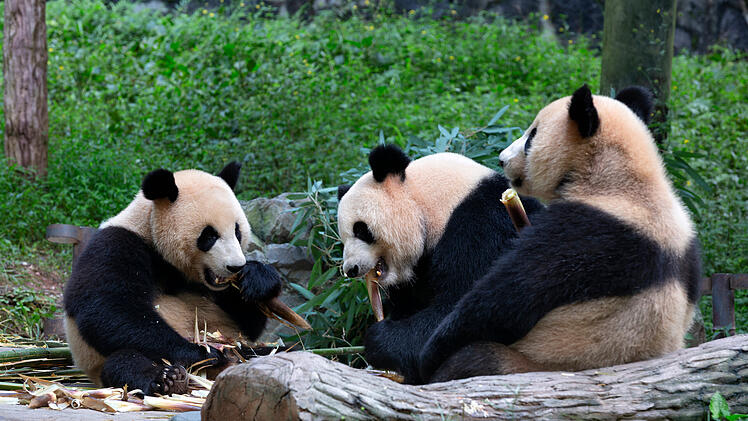 Riesenpanda Chengdu Sichuan China Panda Breeding Base Tierbeobachtung Bambus Naturschutz Sehensw&uuml;rdigkeit Reiseziele Touristen Ausl&auml;ndische Besucher Tourismusbranche Wildlife Artenschutz Forschungszentrum Hochsaison Ticketkauf Warteschlangen Sanit&auml;re Anlagen Infrastruktur Servicequalit&auml;t Volksrepublik Regulierung Tourismusminister Sun Yeli Wirtschaftswachstum Urlaubsziel Familienurlaub Naturerlebnis