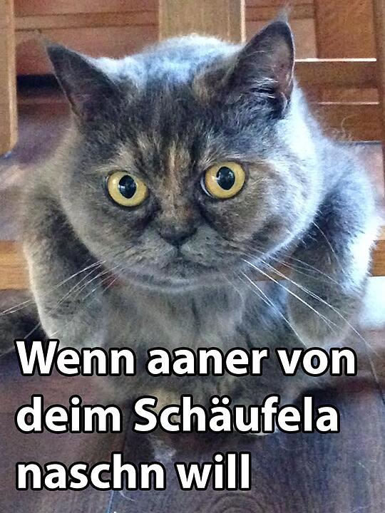 29 fränkische Katzen, die dich verstehen