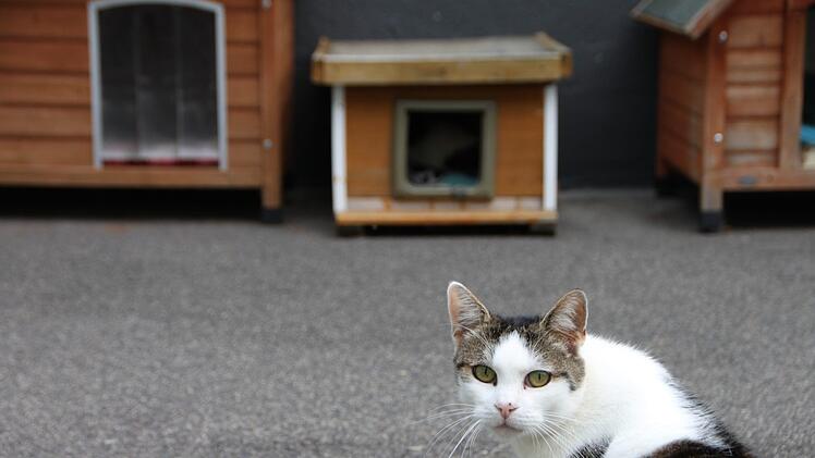 Katze im Tierheim Wannigsmühle.Heike Beudert