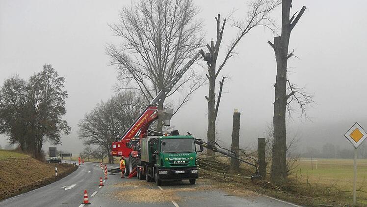 Das Straßenbauamt Schweinfurt hat Ende vergangener Woche an der Einfahrt zum Ort Aschach fünf Pappeln gefällt. Foto: Straßenbauamt Schweinfurt