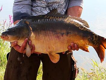 9420 Gramm wiegt dieser Karpfen - stattlich. Foto: Johanna Blum