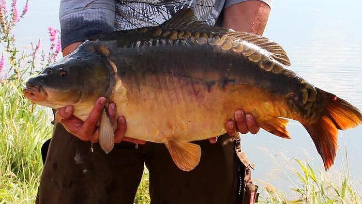 9420 Gramm wiegt dieser Karpfen - stattlich. Foto: Johanna Blum