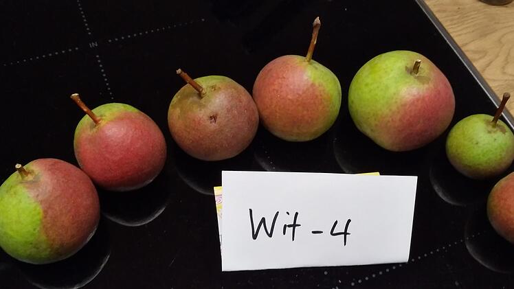 Birnen aus Wittershausen.